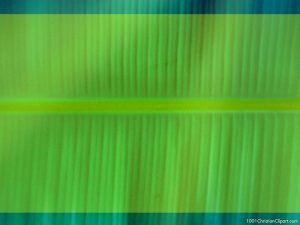 green banana leave background