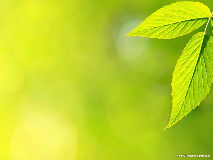 green leaves background hd