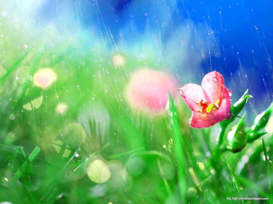 rain flower background
