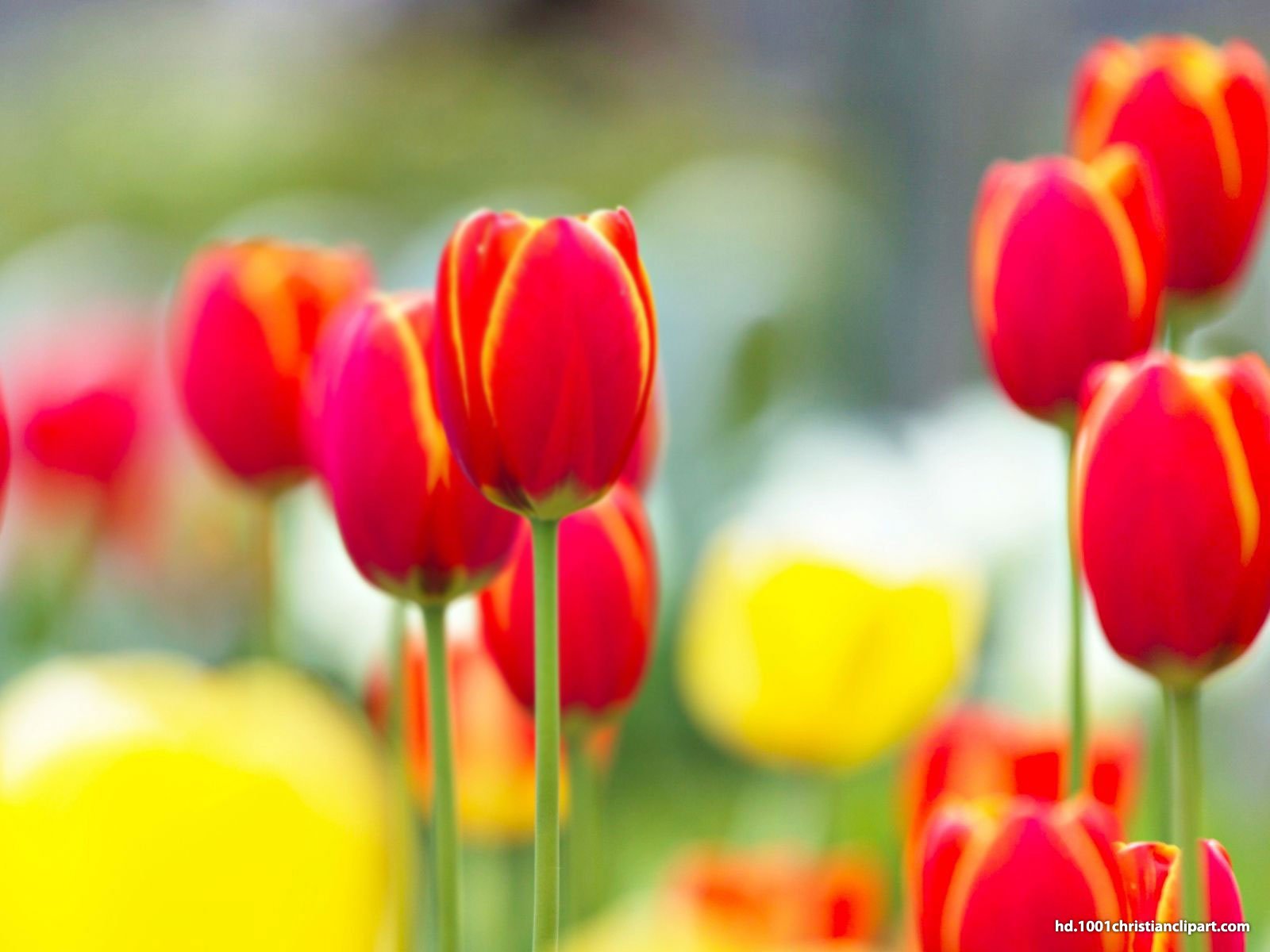 Red Tulip Background