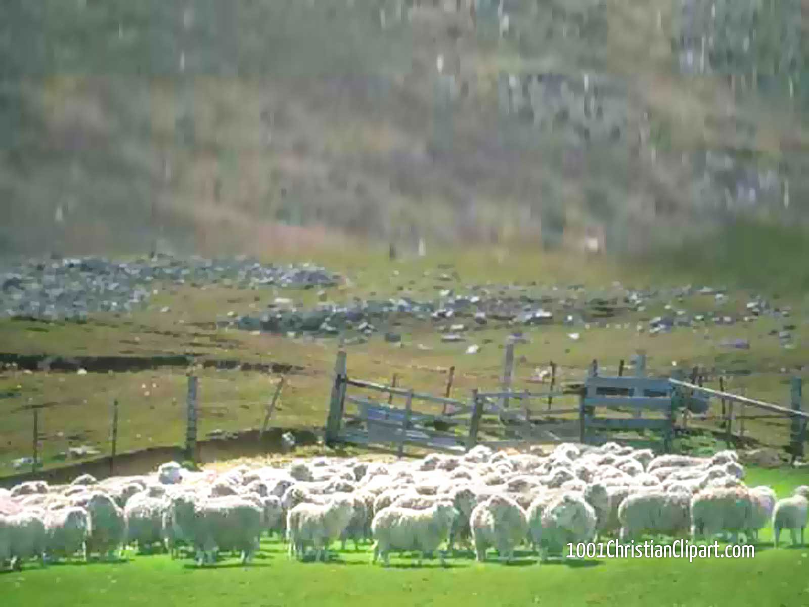 Permalink to Sheep