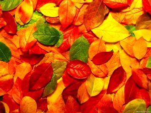 autumn-leaves-powerpoint-background