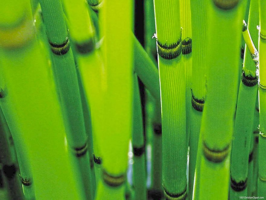 Bamboo Forest Background