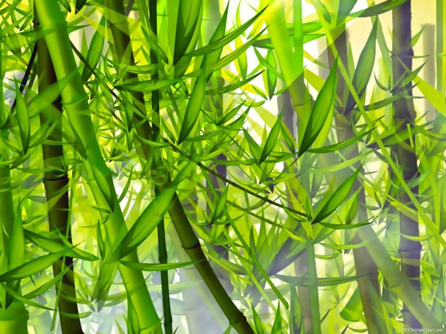 Bamboo HD Background