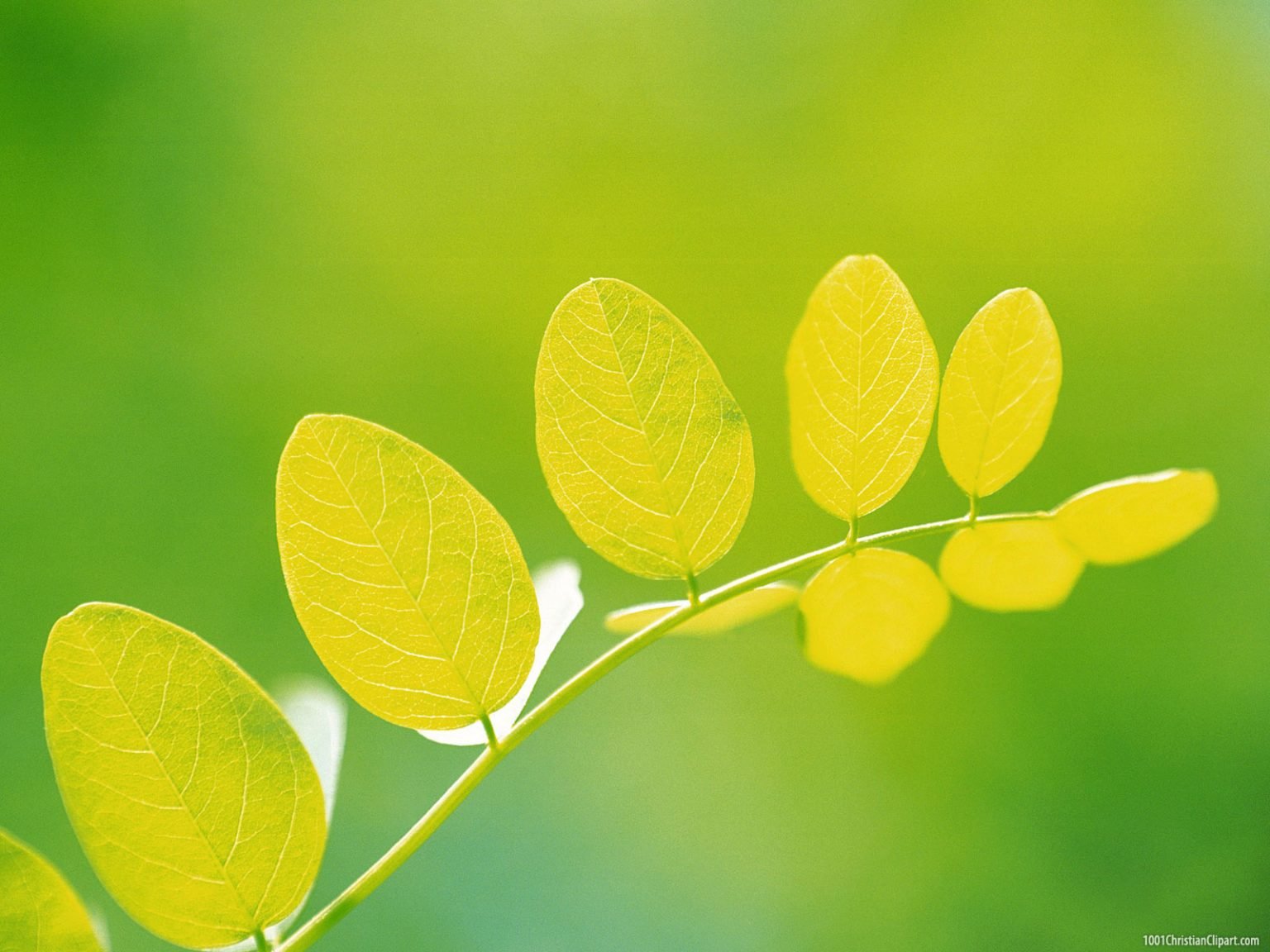 Beautiful Leaves Powerpoint Background – 1001 Christian Clipart