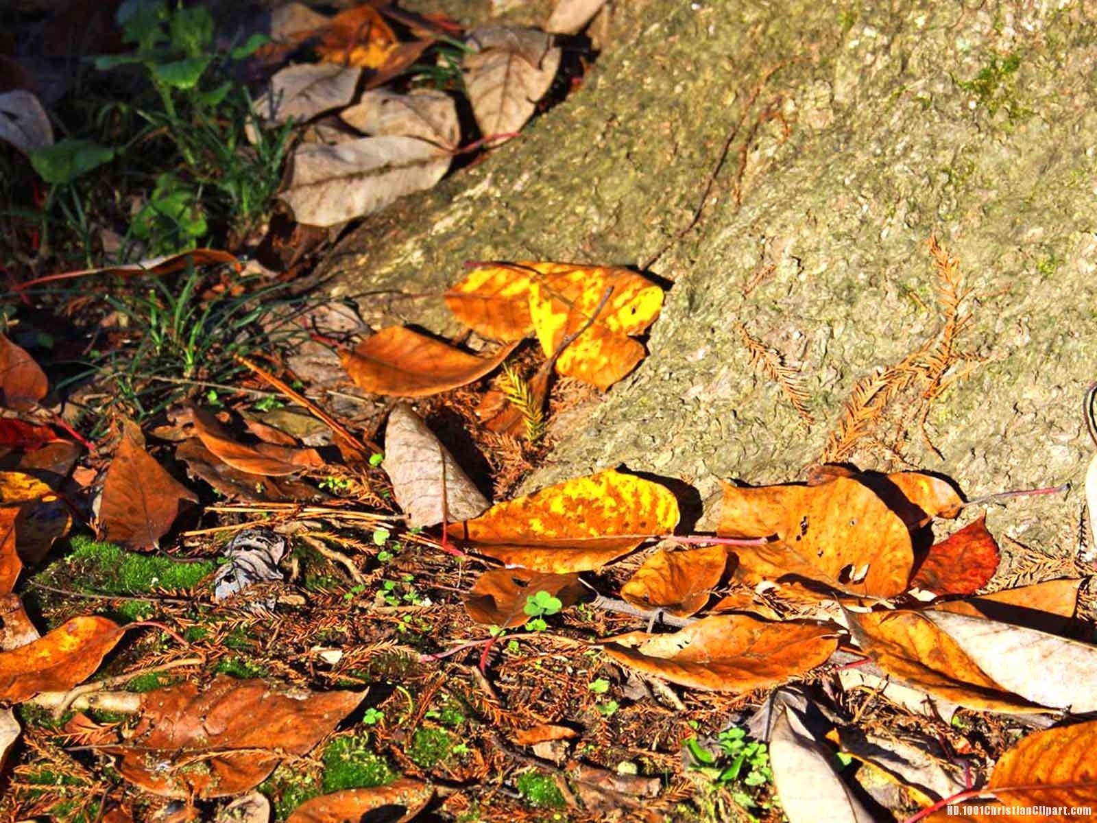 Dried Leaves Background