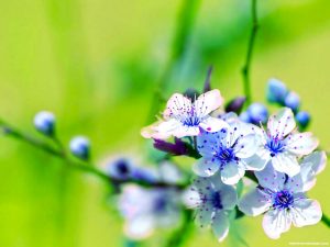 HDR Beautiful Flower Background
